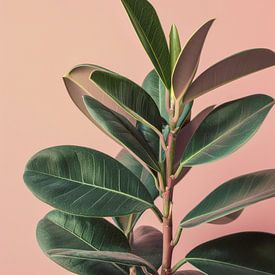 Ficus Elastica in Soft Pink Light by Lauren Wilde