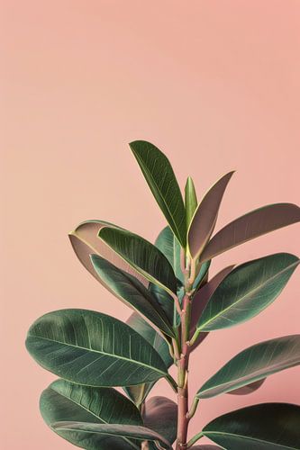 Ficus Elastica in Zacht Roze Licht