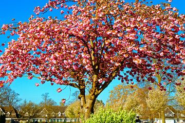 Cherry blossom in the Meerbeck colony (7-102482) by Franz Walter