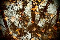 Herfst in spiegelbeeld  / Autumn in mirror image van Cornelis Heijkant thumbnail