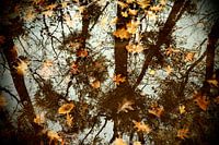 Herfst in spiegelbeeld  / Autumn in mirror image