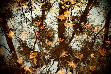 Herfst in spiegelbeeld  / Autumn in mirror image von Cornelis Heijkant
