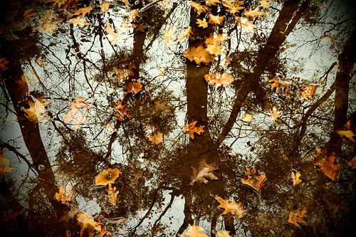 Herfst in spiegelbeeld  / Autumn in mirror image