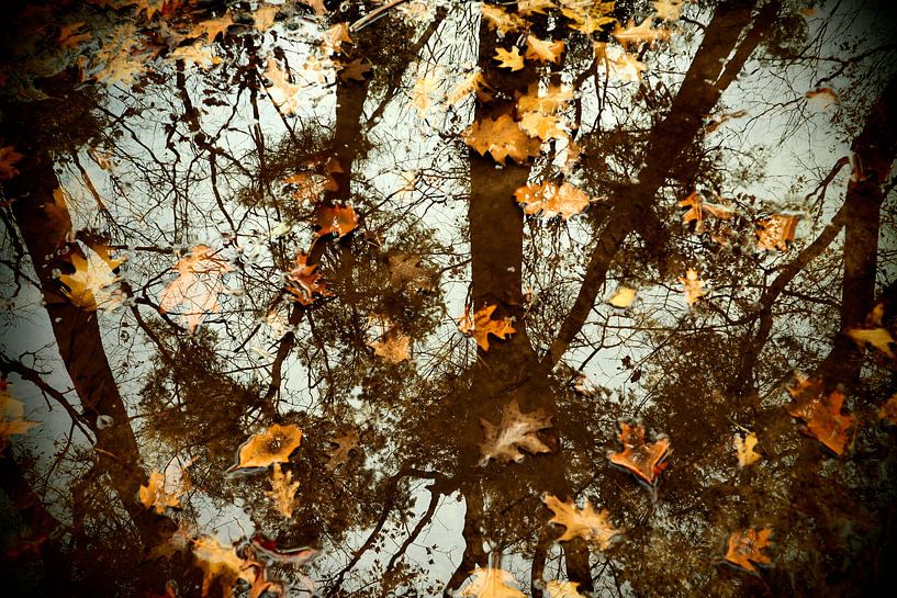 Herfst in spiegelbeeld  / Autumn in mirror image van Cornelis Heijkant