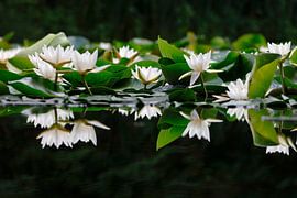 Schönheit der Seerosen von Thomas Jäger