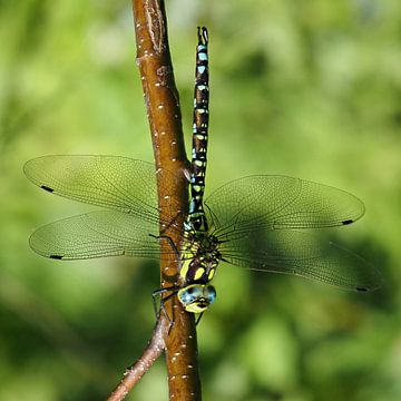 Libelle, was für Hingucker! von Marjon Woudboer