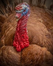 Turkey by Ed van der Reek