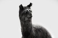 Alpaca