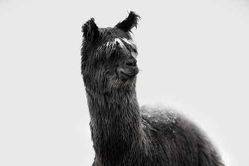 Alpaca