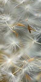 Vertikales Panorama der weggeblasenen Flusen von Marjolijn van den Berg