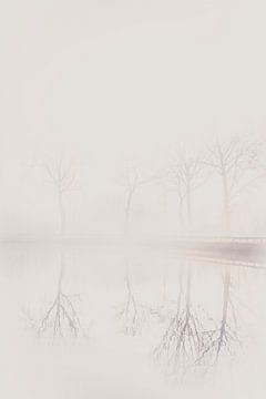 Spiegelung von Bäumen im Nebel
