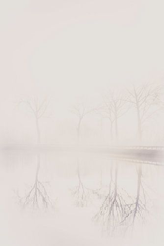 Réflexion des arbres dans le brouillard