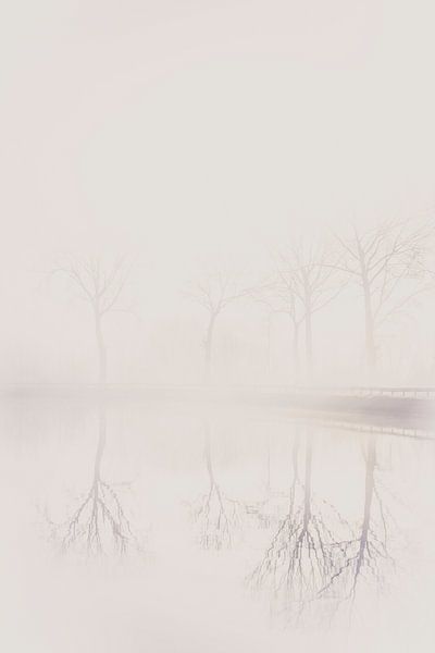 Réflexion des arbres dans le brouillard par Rik Verslype