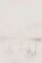Reflectie van bomen in de mist van Rik Verslype thumbnail