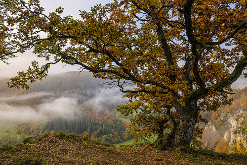 Uitkijkpunt Burgstall bij Fridingen met oude eik en uitzicht over de Donauvallei met de laatste restjes mist - Natuurpark Opper-Donau