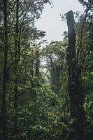 Monteverde Nebelwald – Das mystische Herz Costa Ricas