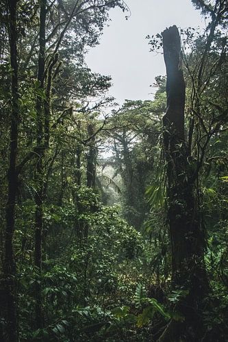 Monteverde Cloud Forest – Het Nevelwoud van Costa Rica