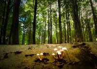 Naturpark Jasmund