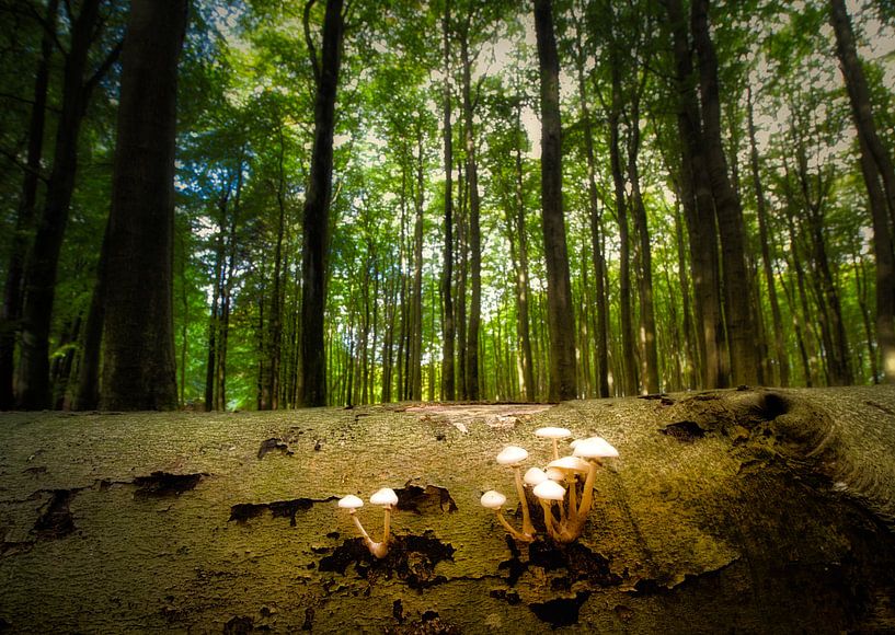 Naturpark Jasmund von Oliver Schepp