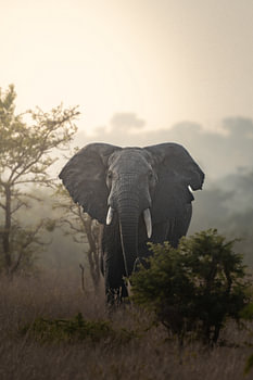 Afrikaanse Olifant