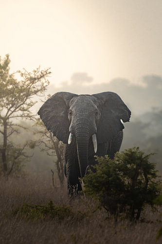 Afrikaanse Olifant