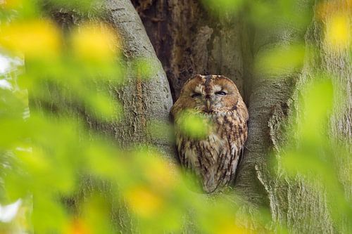 Tawny Owl sitting in a nesting hole in a tree  (Strix aluco).
