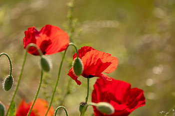 Coquelicots dans la lumière douce du soleil
