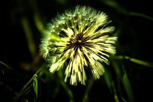 Löwenzahn, Pusteblume