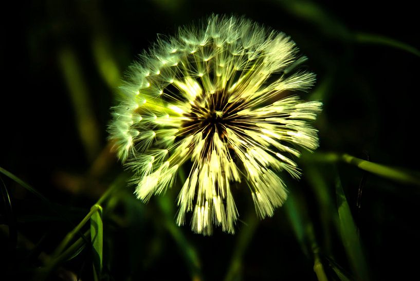 Dandelion by Norbert Sülzner