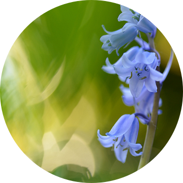 Wilde hyacint van Gonnie van de Schans