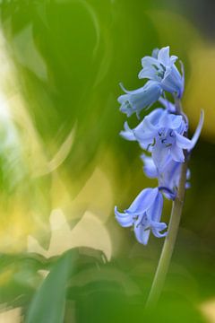 Wilde hyacint von Gonnie van de Schans