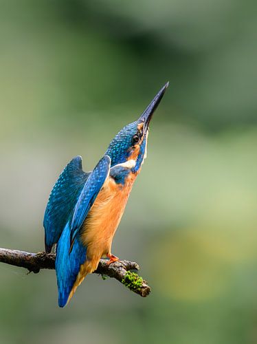 This beautiful Kingfisher smells danger.