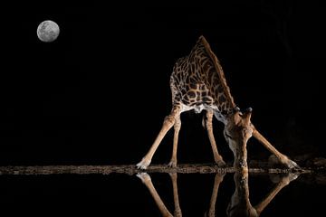 A giraffe drinks in the middle of the night from a stream of water