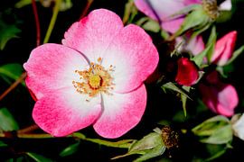 Bright pink dog rose in bloom