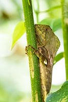 Helm-Leguan