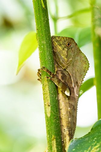 Helmeted Iguana