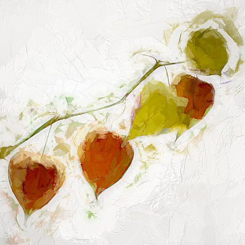 Physalis