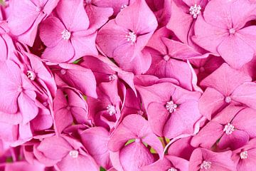 Roze bloemen van Harry Wedzinga