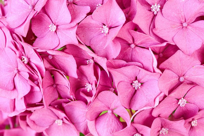 Fleurs roses par Harry Wedzinga