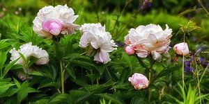 Wild Peonies