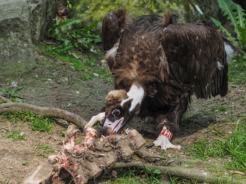 Mönchsgeier : Ouwehands Dierenpark von Loek Lobel