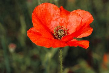 Rode bloem papaver / klaproos van Olena Tselykh