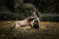 Pferde im Zusammenstoß Urgewalt auf dem Feld