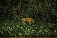 Jaguar auf der Jagd