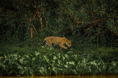 Jaguar on the hunt