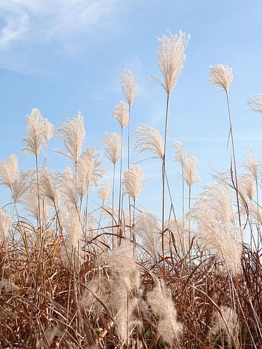 Silver Grass