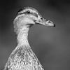 Wilde eend zwart-wit portret sur Michel de Beer