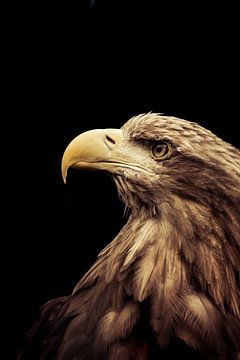 Steinadler von Karina Moersch