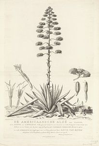 Dessin botanique d'aloès ou d'agave en fleurs, Abraham Delfos
