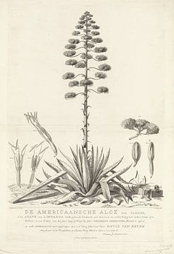 Botanische tekening van bloeiende Aloë of Agave plant, Abraham Delfos